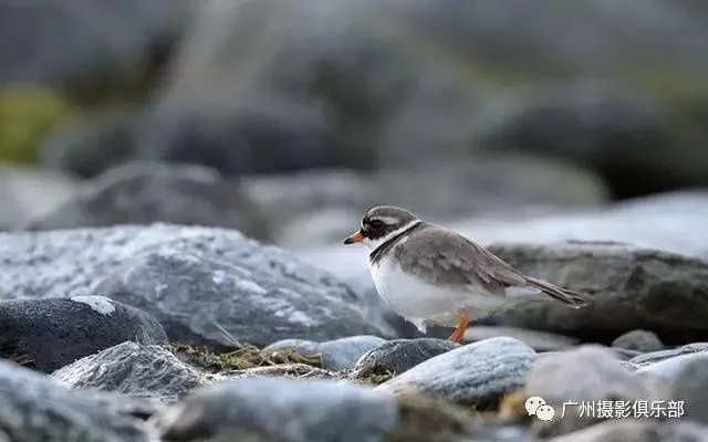 摄影技巧 感光度 高感光度并非一无是处 下面这几种情况就需要灵活运用到高感