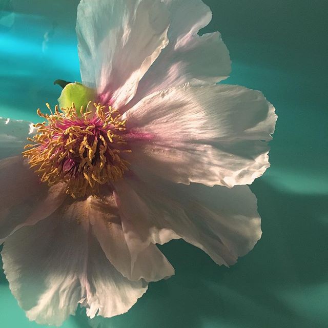 天马行空的色彩搭配 不同姿态的花卉